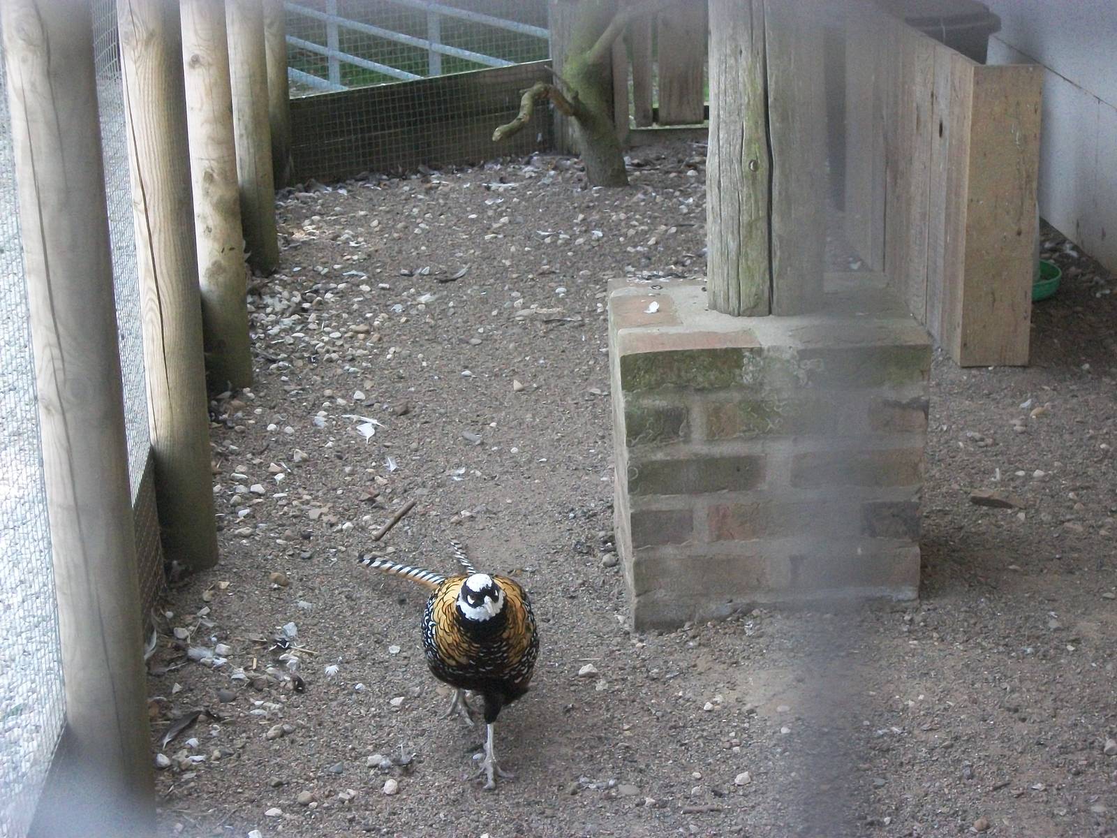 Playdale Farm Park, Scarborough, 2nd August 2013