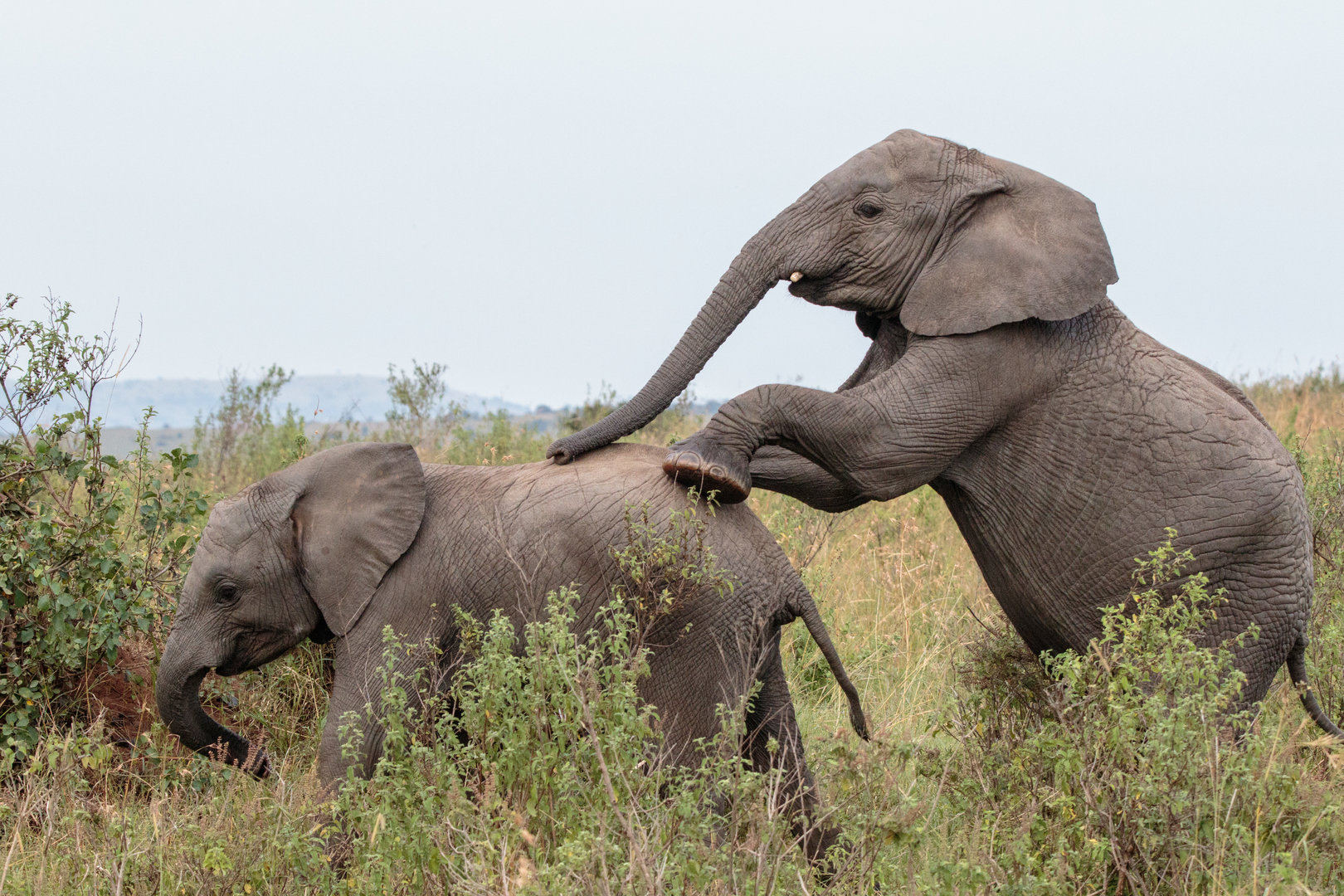 Playful African Elephant Juveniles