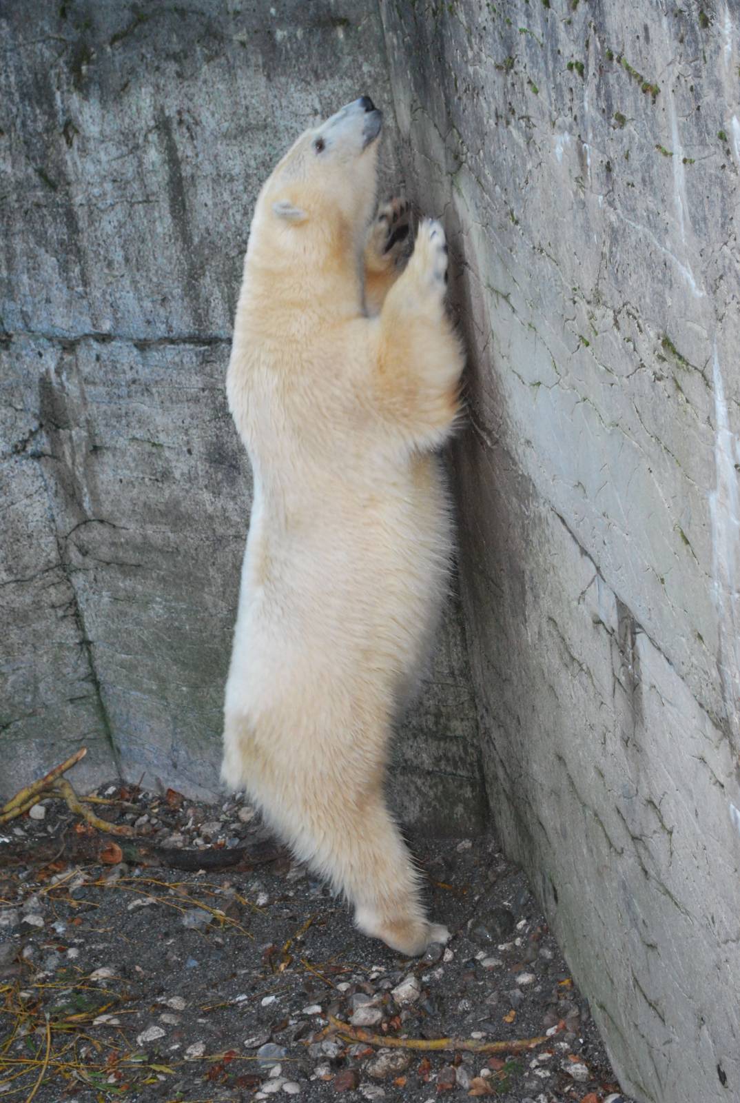 Playful behaviour or stereotypy? November 2009.