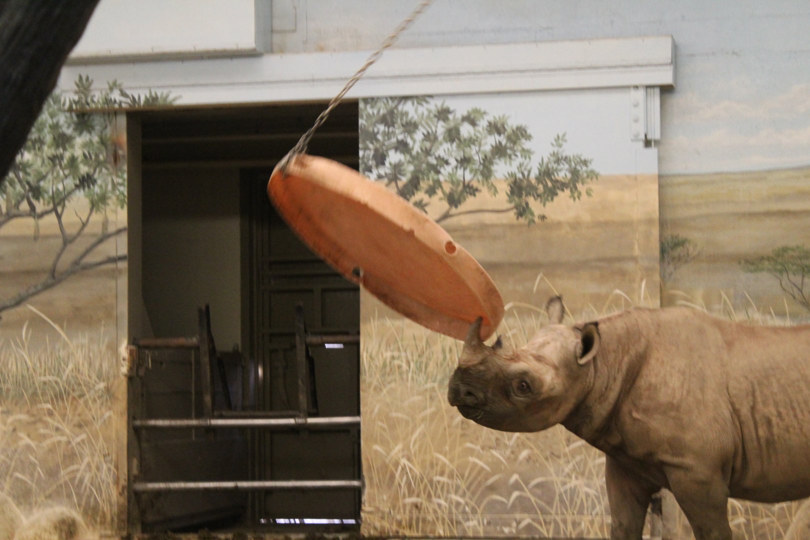 Playful Black Rhino - Pachyderm House