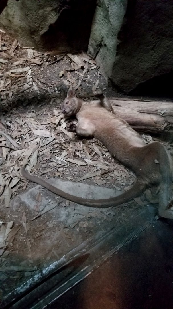 Playful Fossa