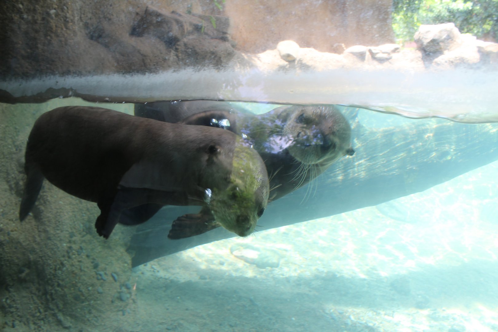 Playful Giant River Otters - Amazon and Beyond