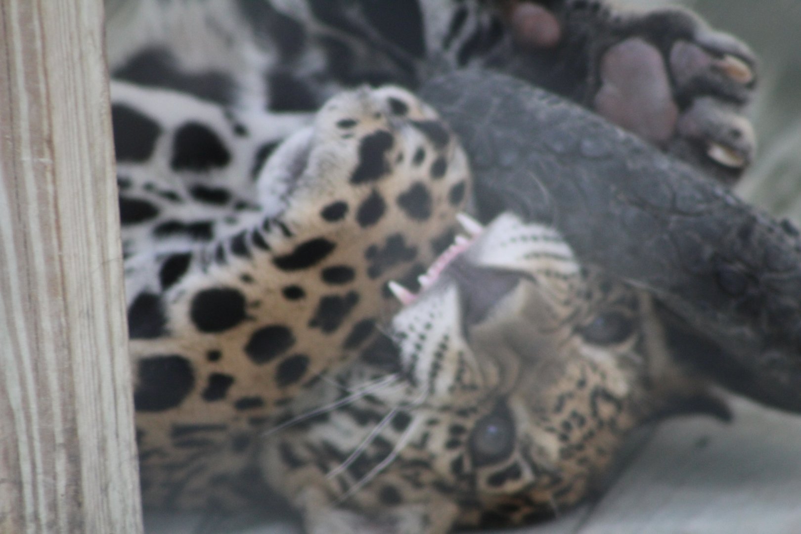 Playful Jaguar Cub - Mccarthy Wildlife Sanctuary