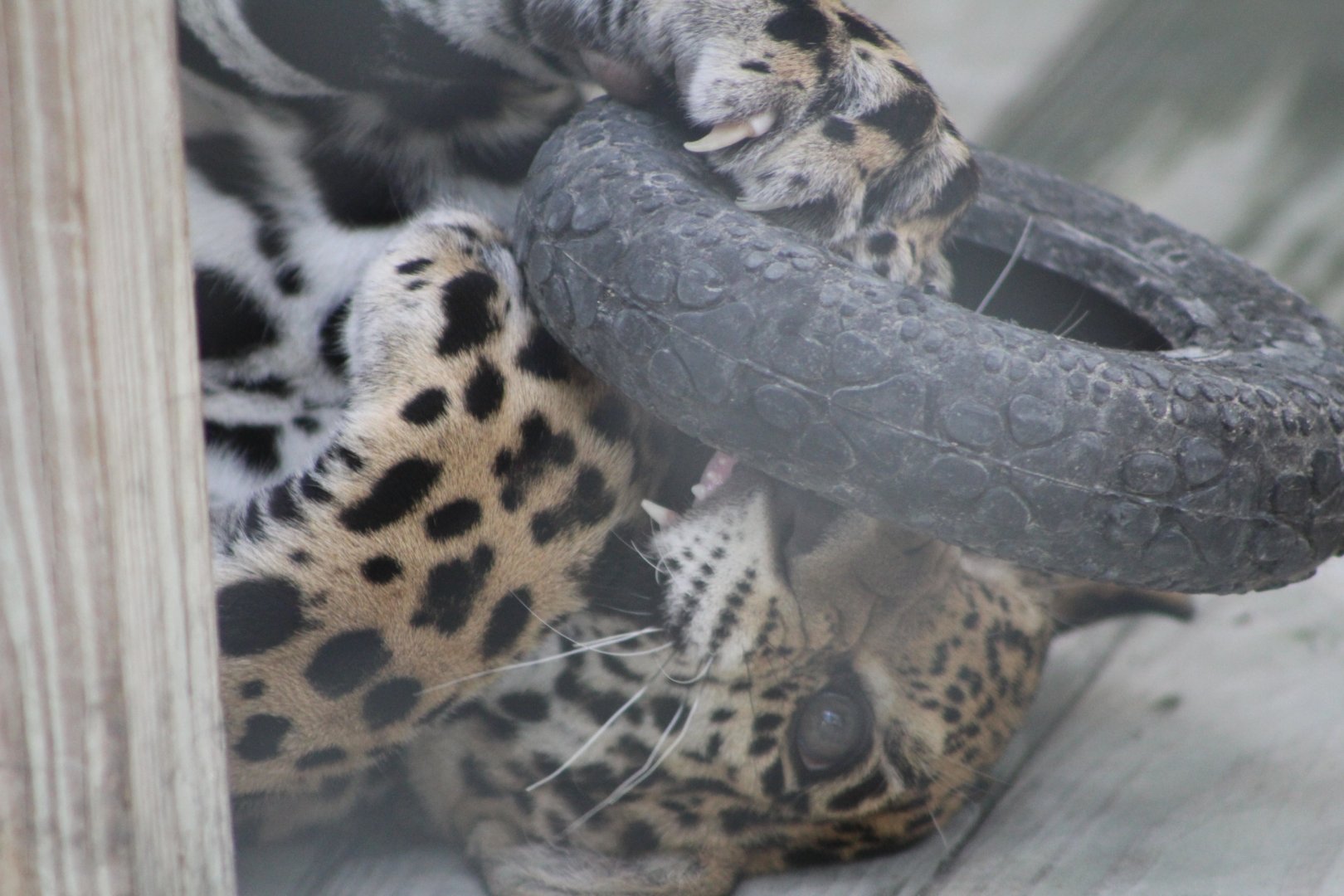 Playful Jaguar Cub - Mccarthy Wildlife Sanctuary