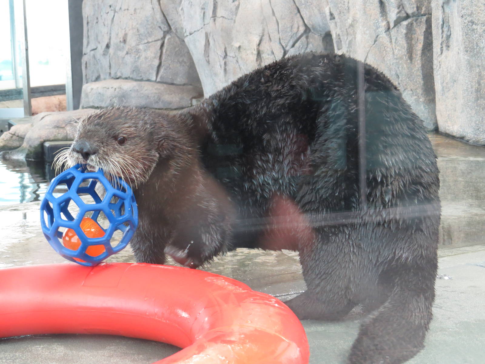 Playful northern sea otter, June 2015.