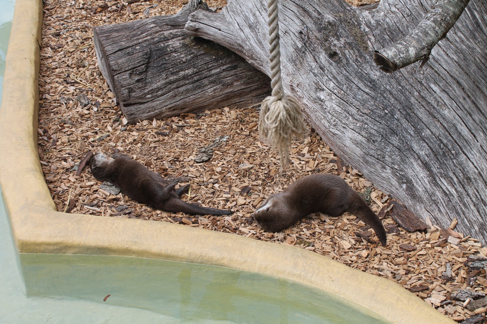 Playful Otters