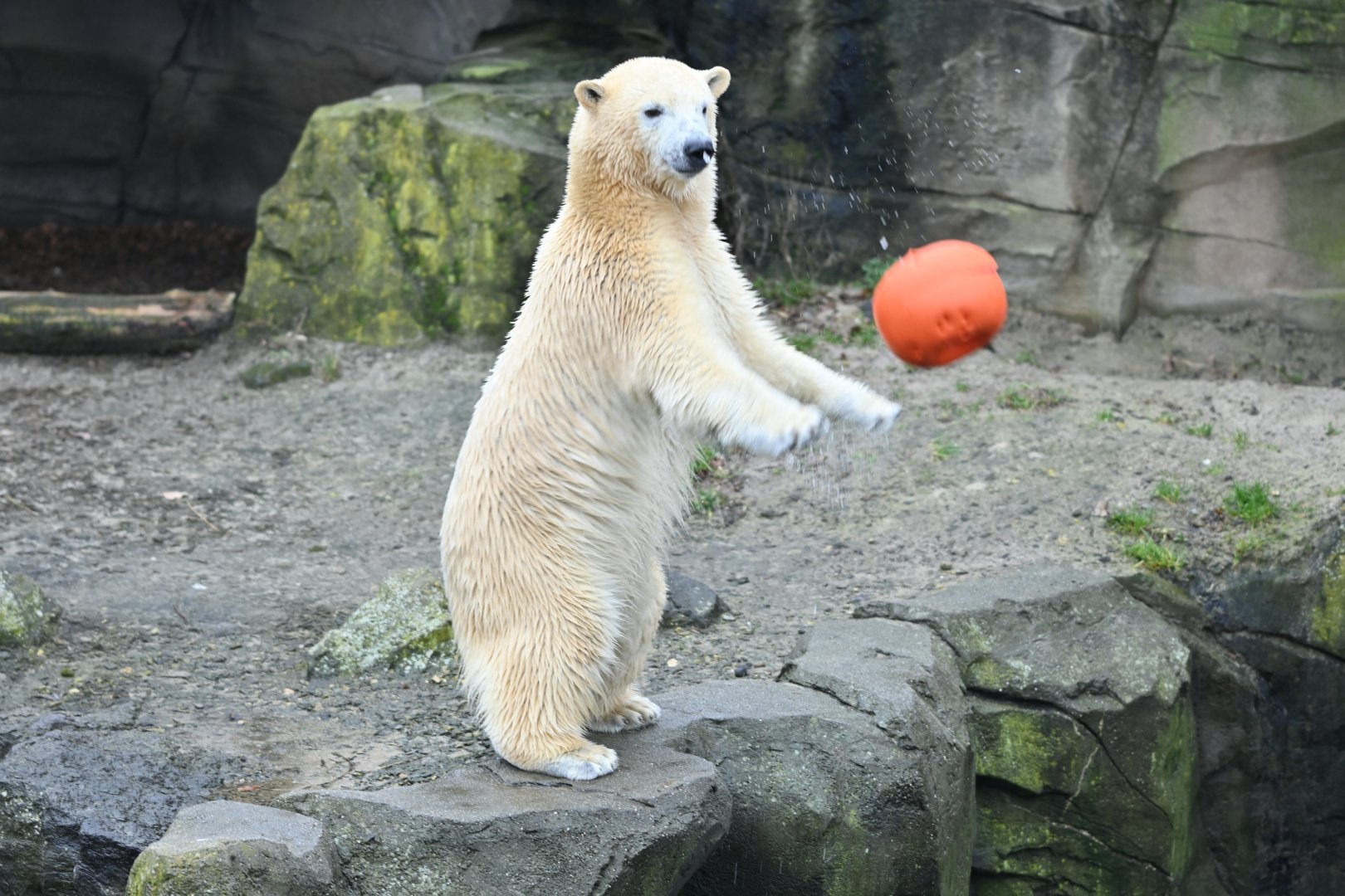 Playful Polar bear