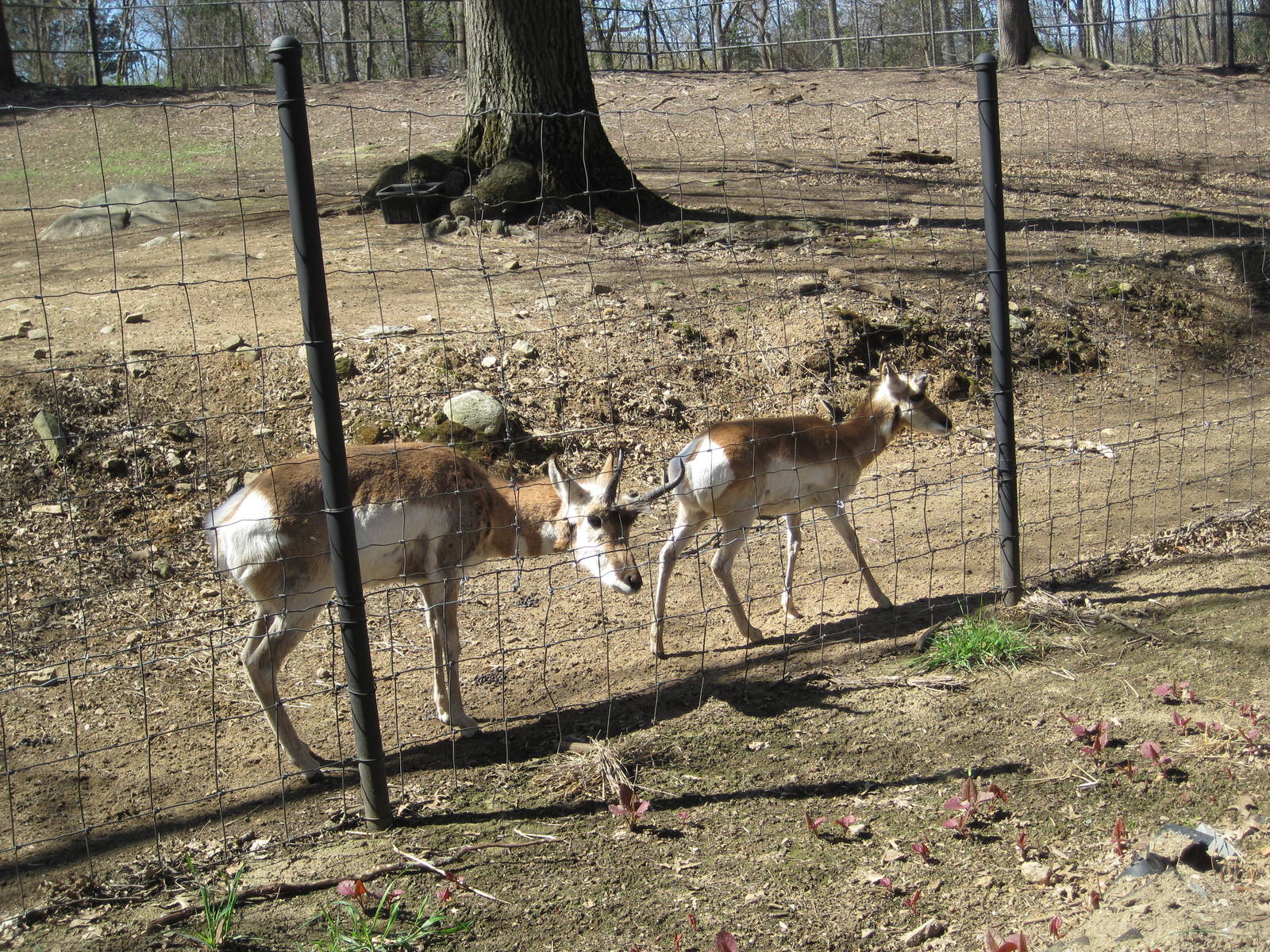 Playful Pronghorn