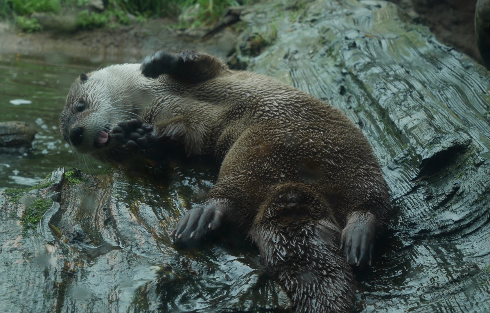 Playful River Otter - My First US Zoo Trip