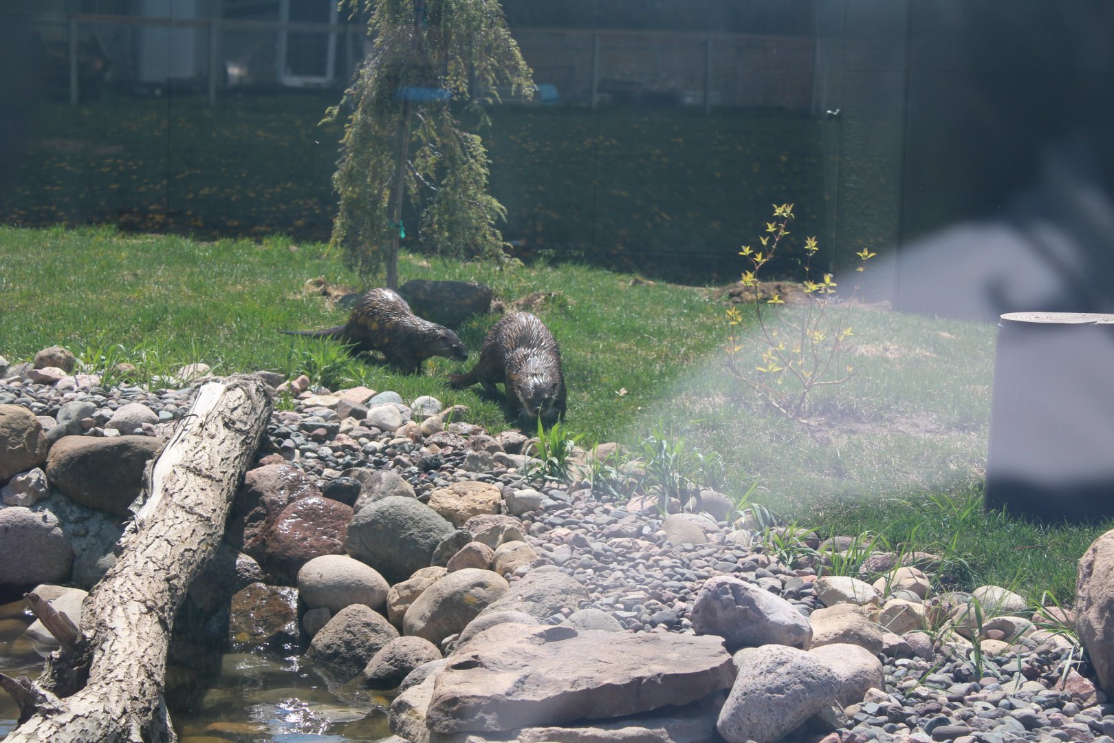 Playful River Otters