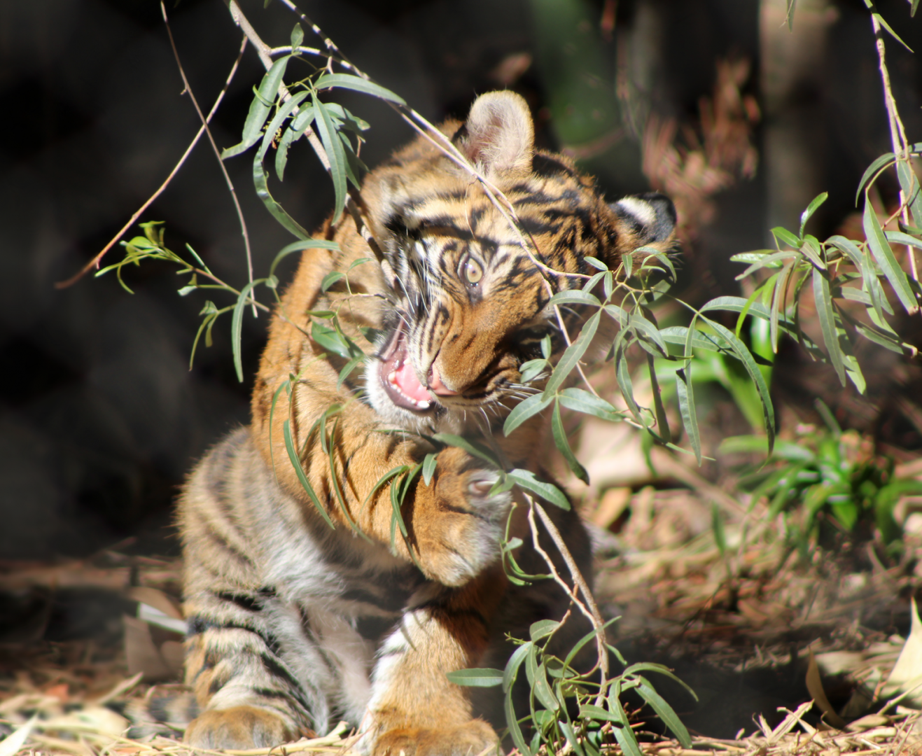 Playful Sumatran Tiger Cub