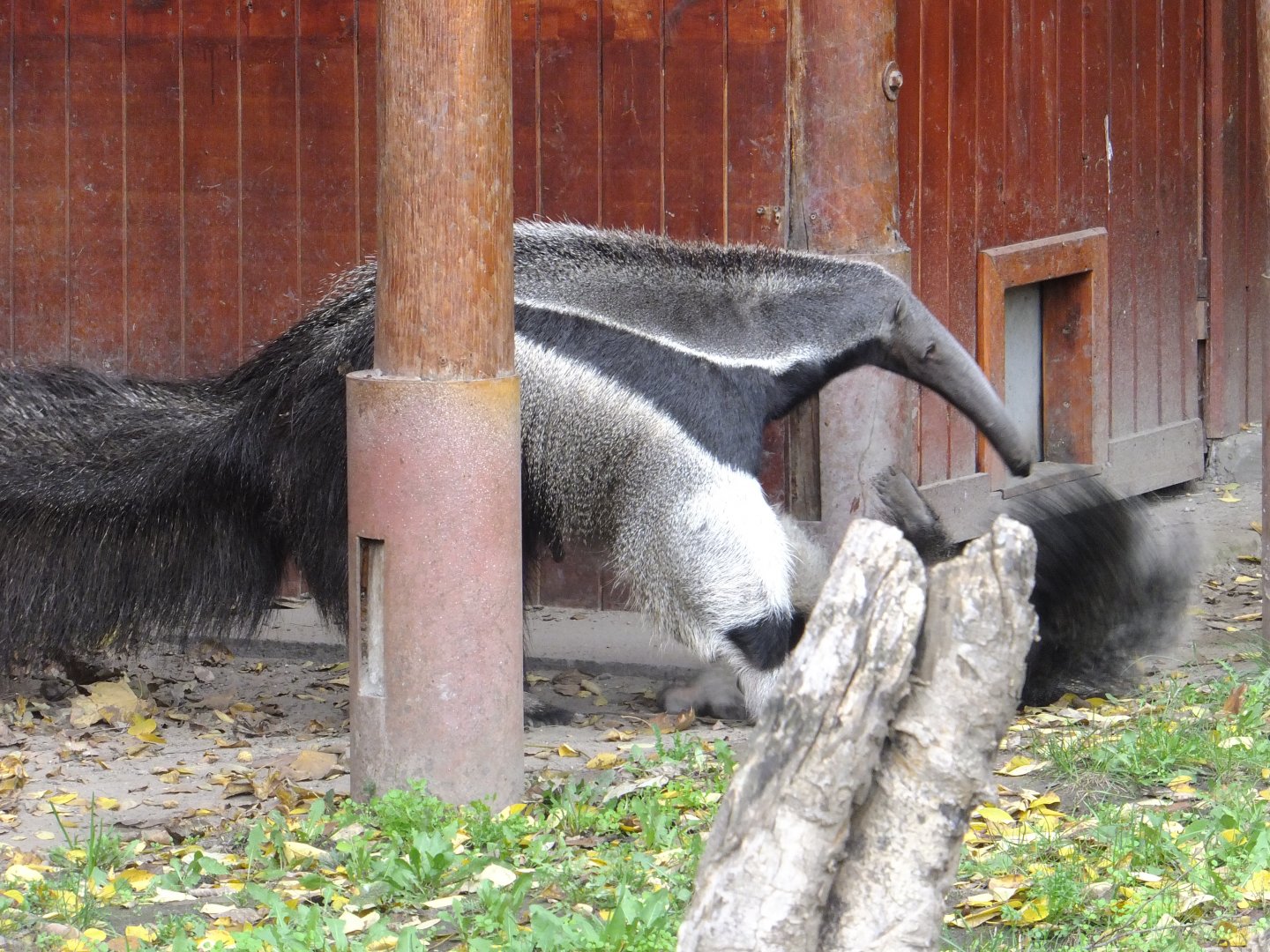 Playing anteaters 1.