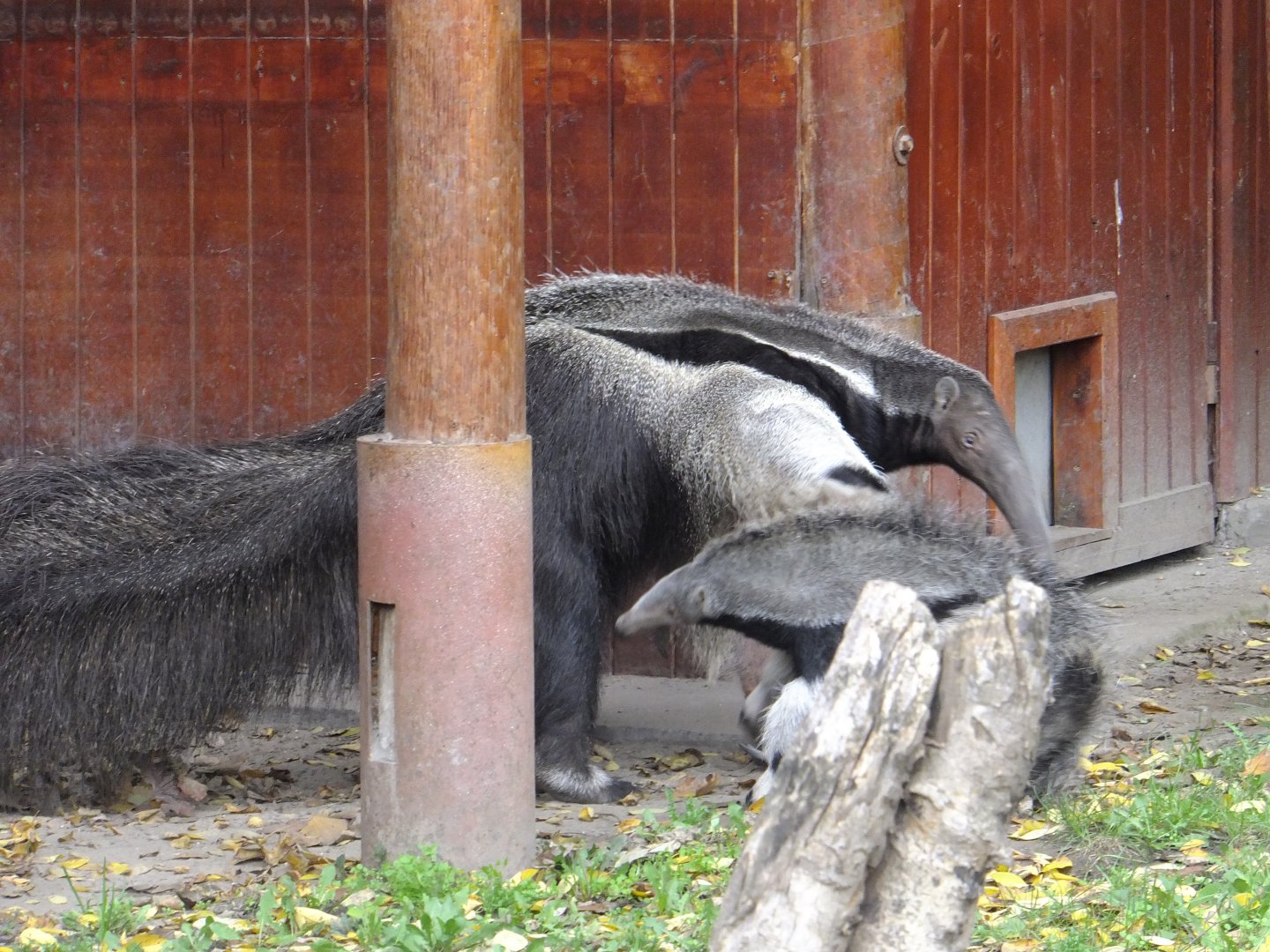 Playing anteaters 2.