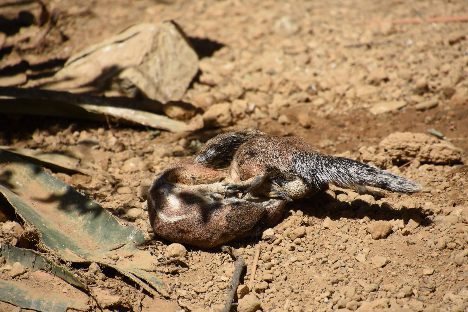 Playing Cape ground squirrels