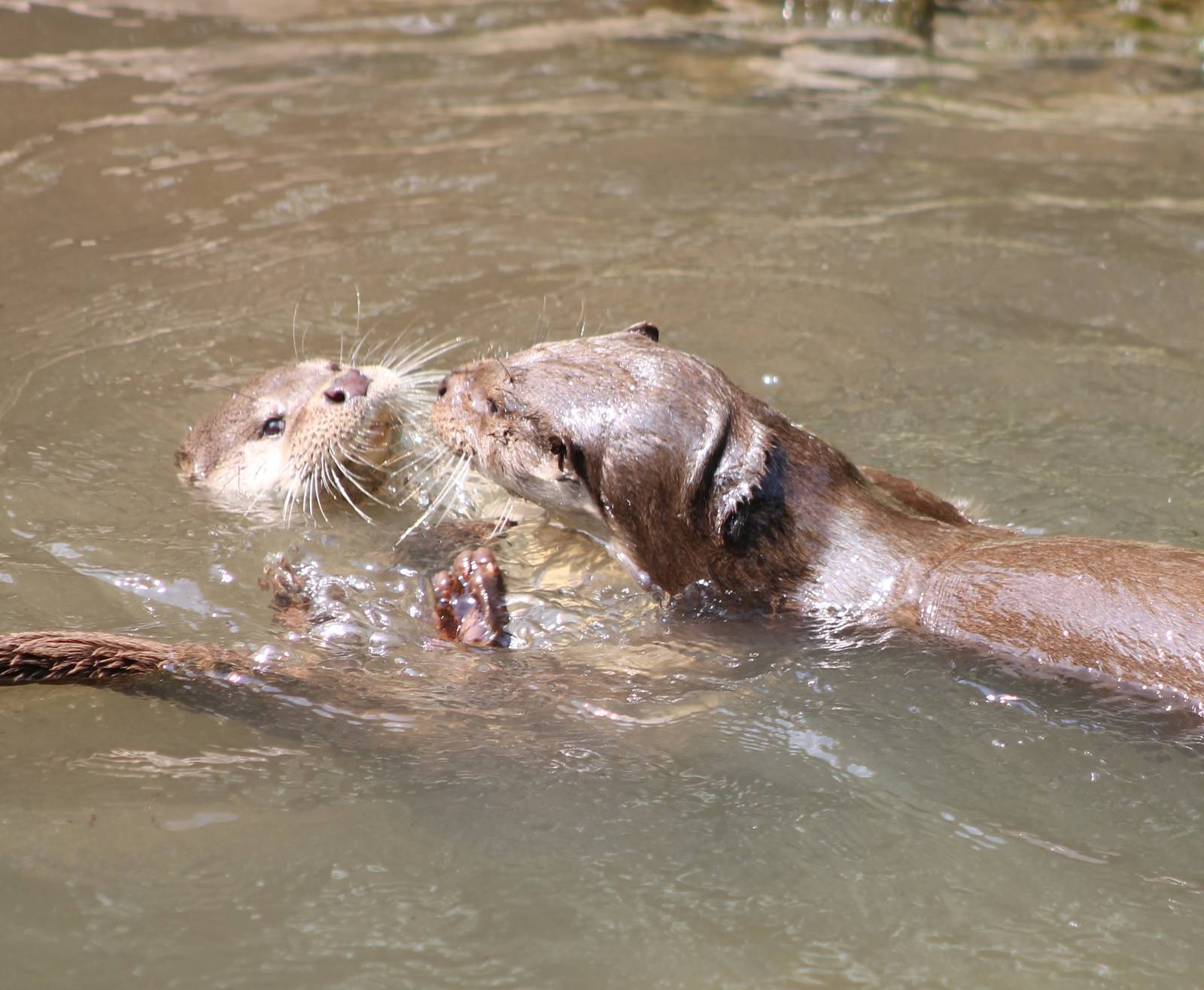 Playing European otters