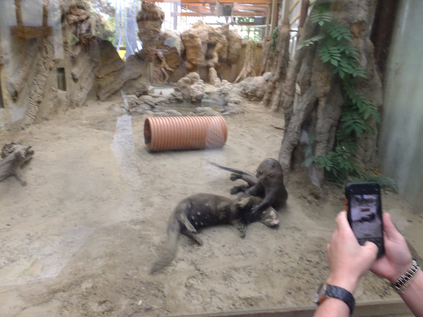 Playing Giant otters