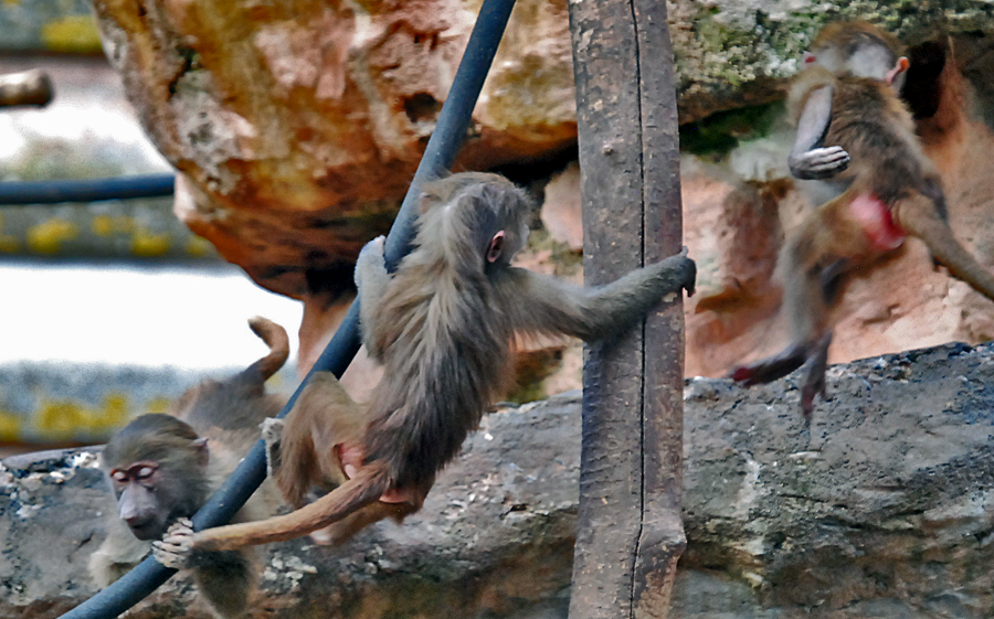 playing Hamadryas baboons