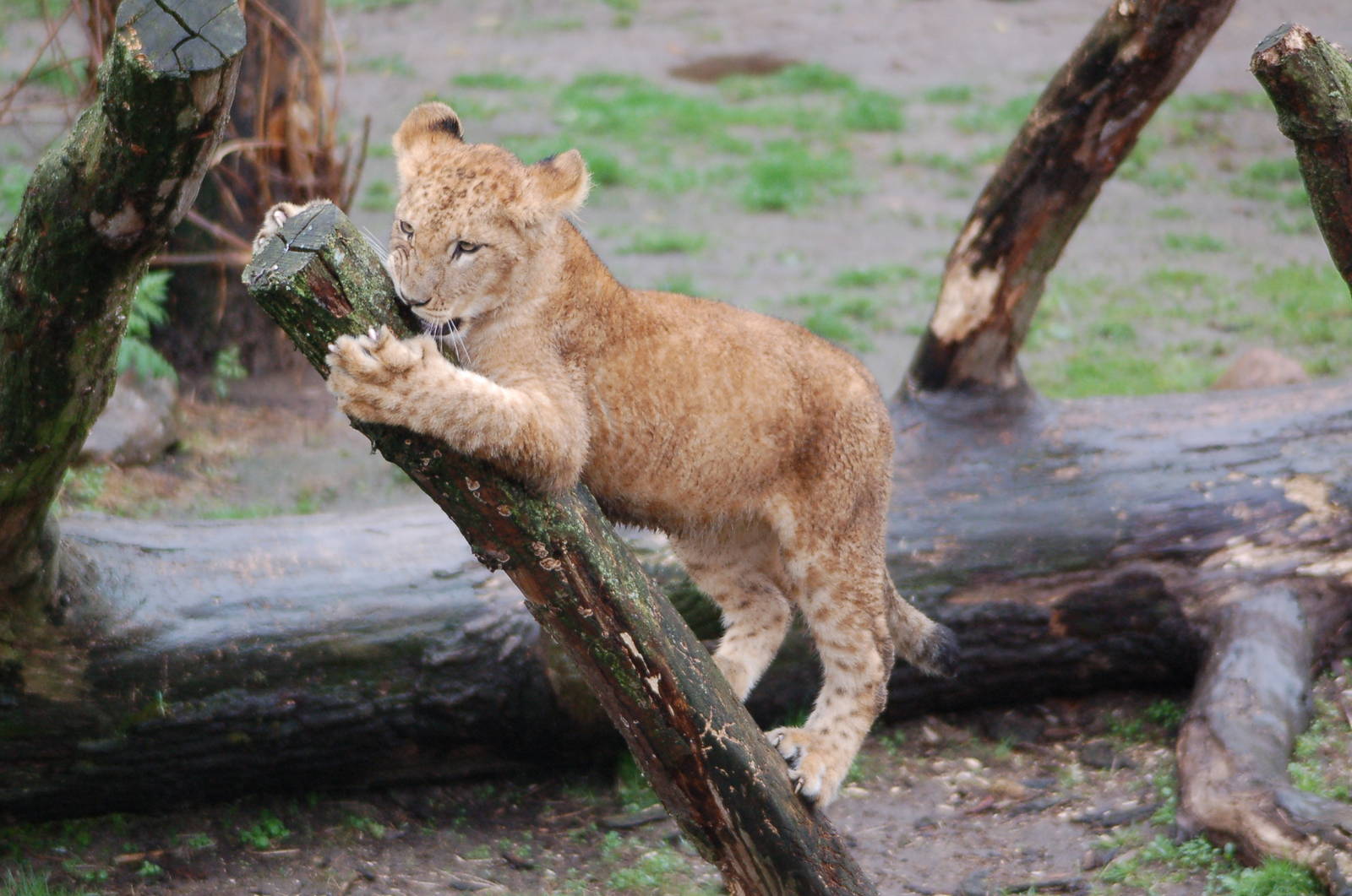 Playing lion cub