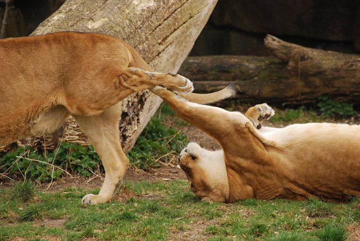 Playing lions at munich zoo