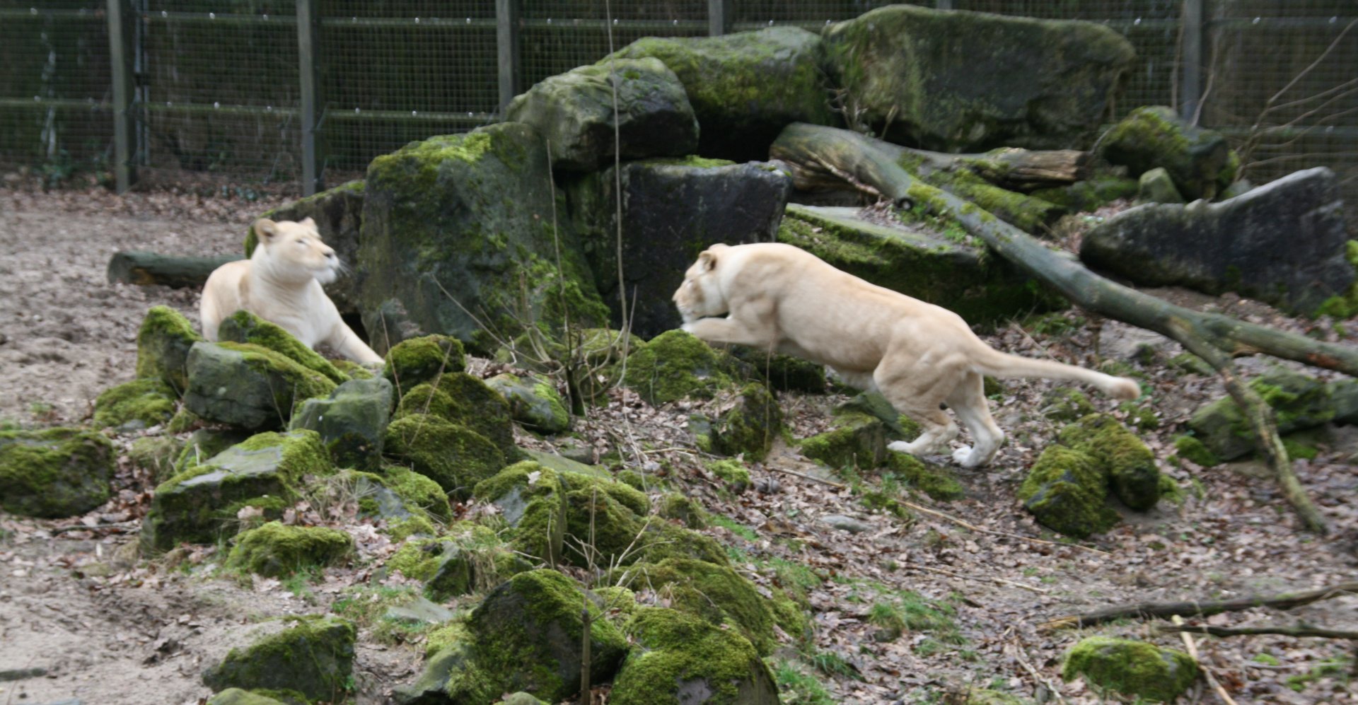 playing lions