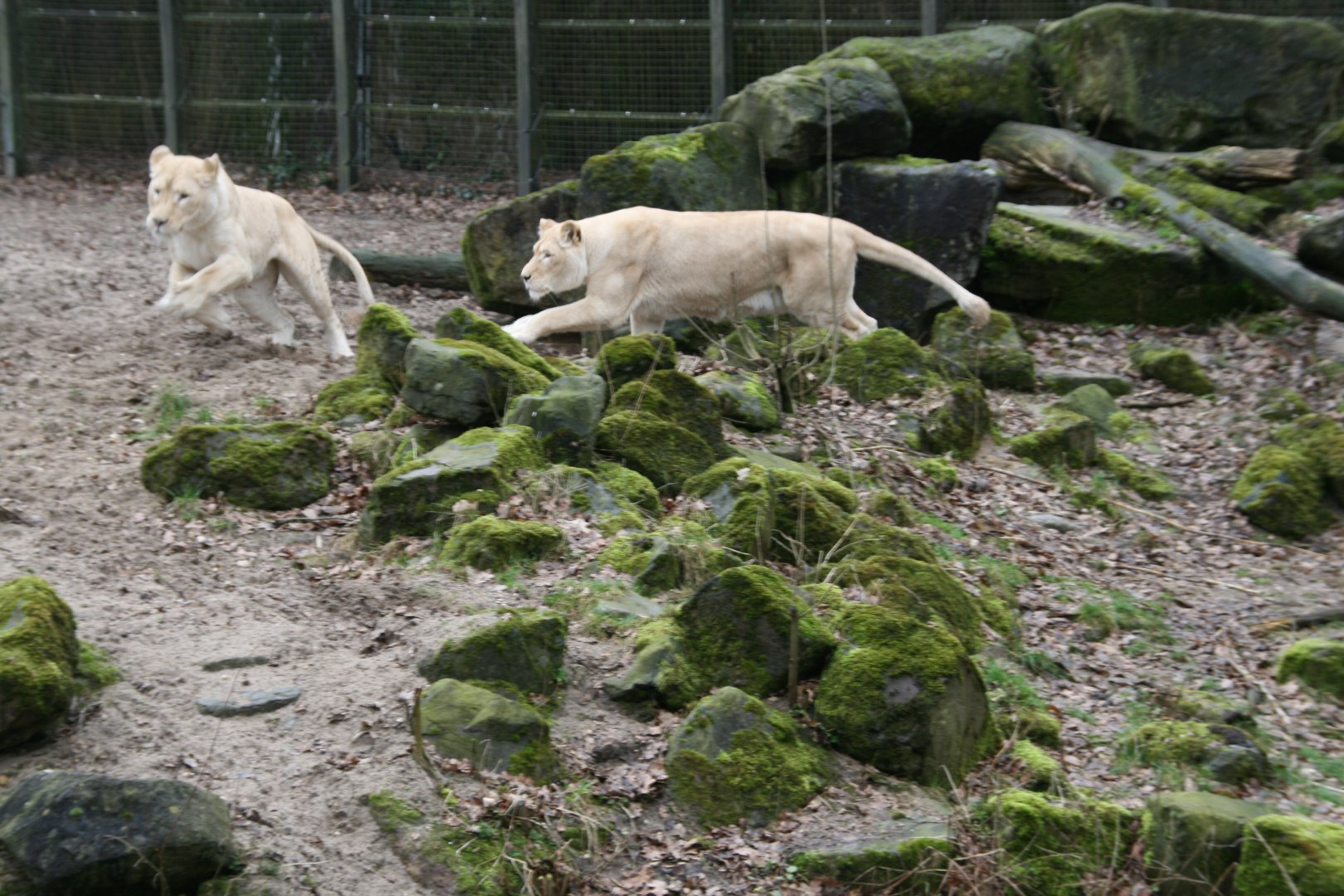 playing lions