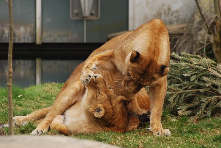 Playing lions