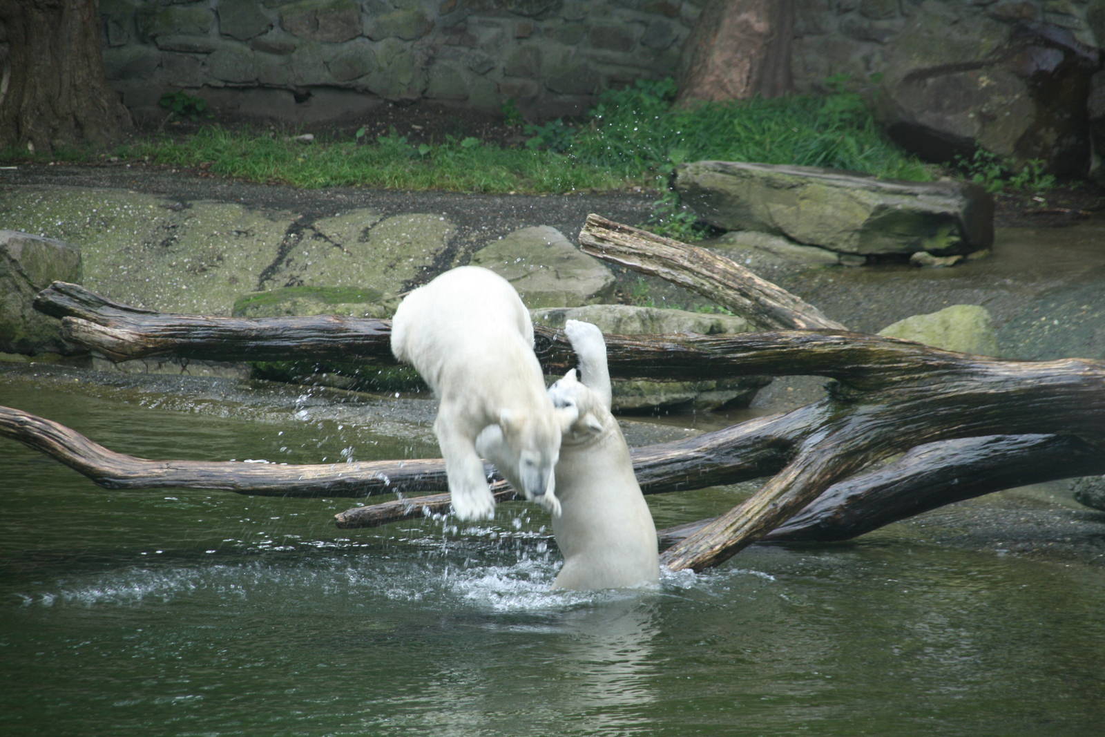 playing Polar bear cubs