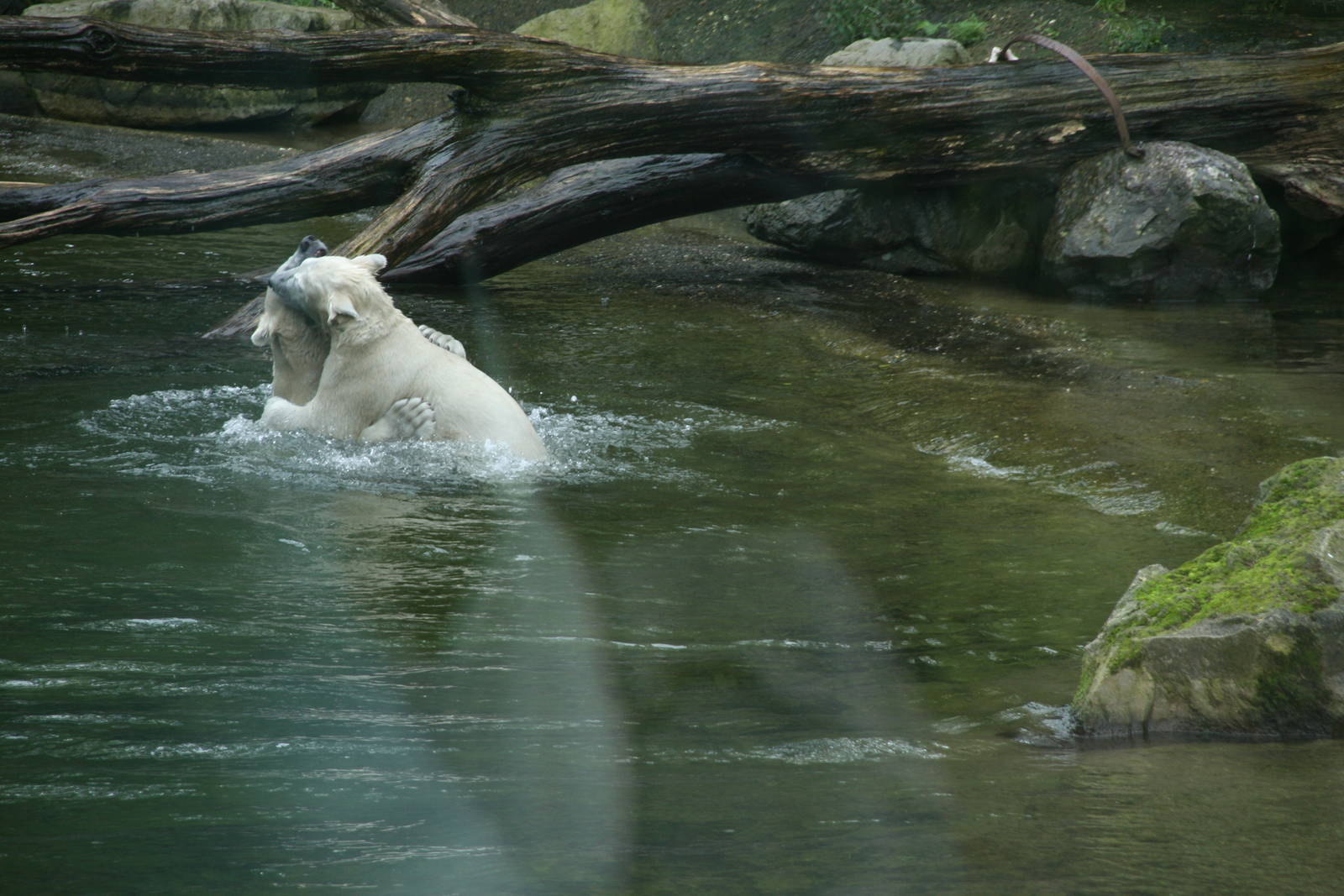 playing Polar bear cubs