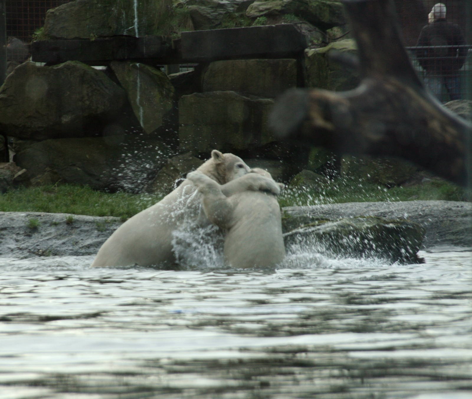 playing Polar bear cubs