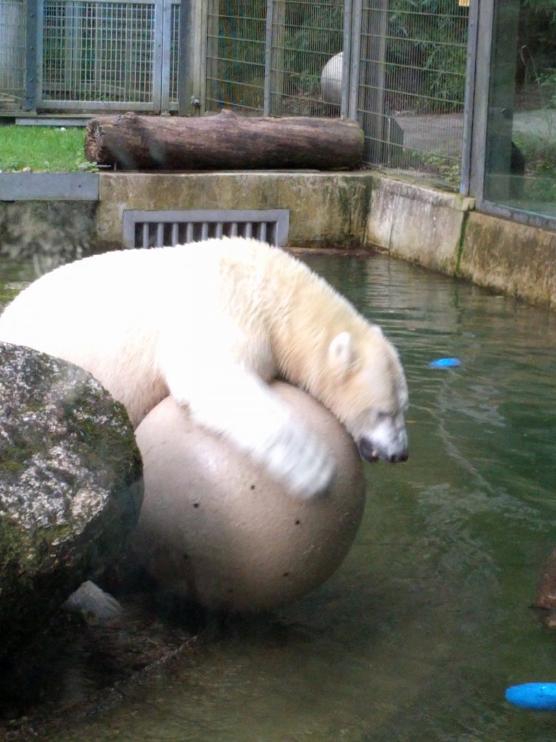 Playing Polar Bear