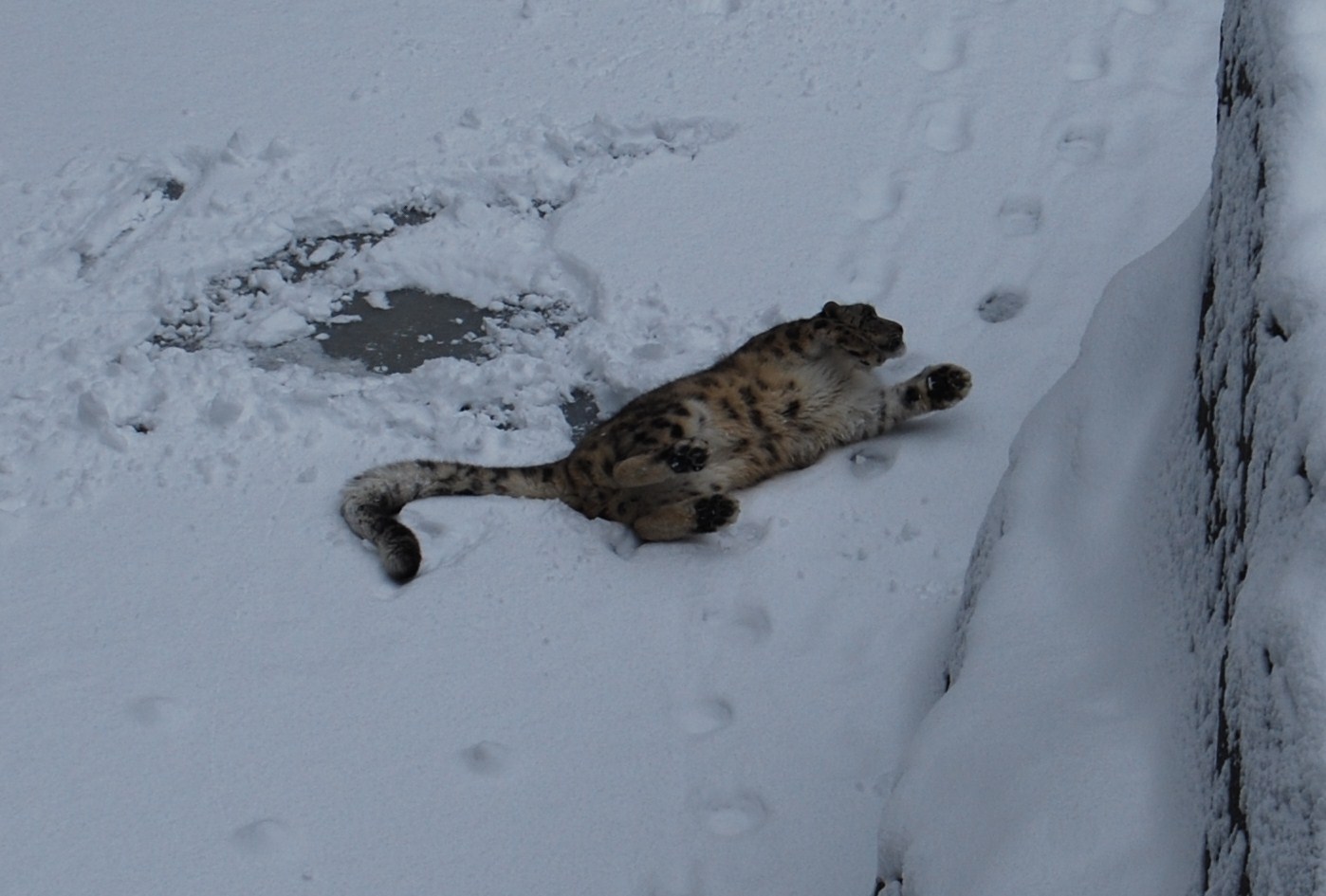 Playing Snowleopard , Kolmarden Zoo
