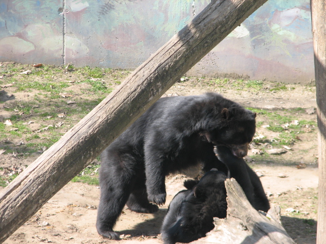 Playing Spectacled bears