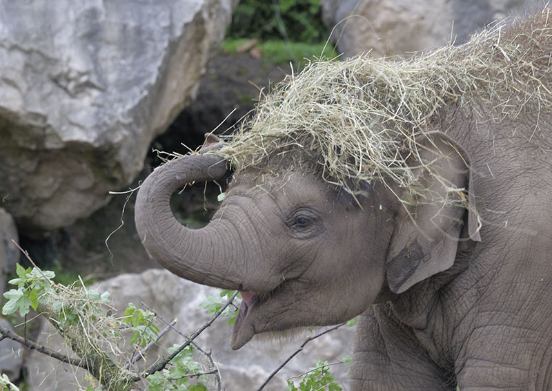 Playing with her food