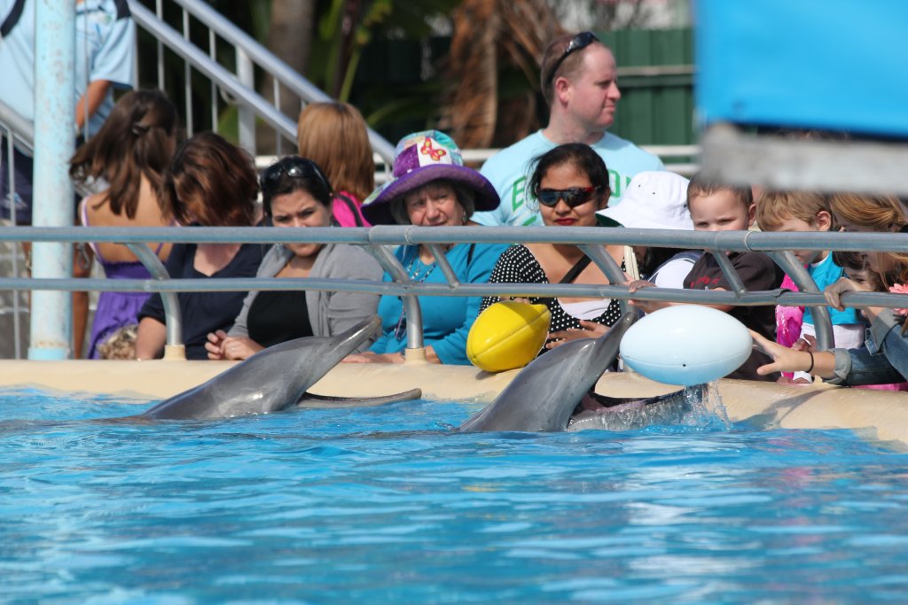 Playing with the dolphins