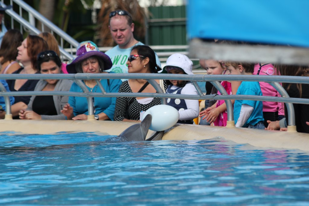 Playing with the dolphins