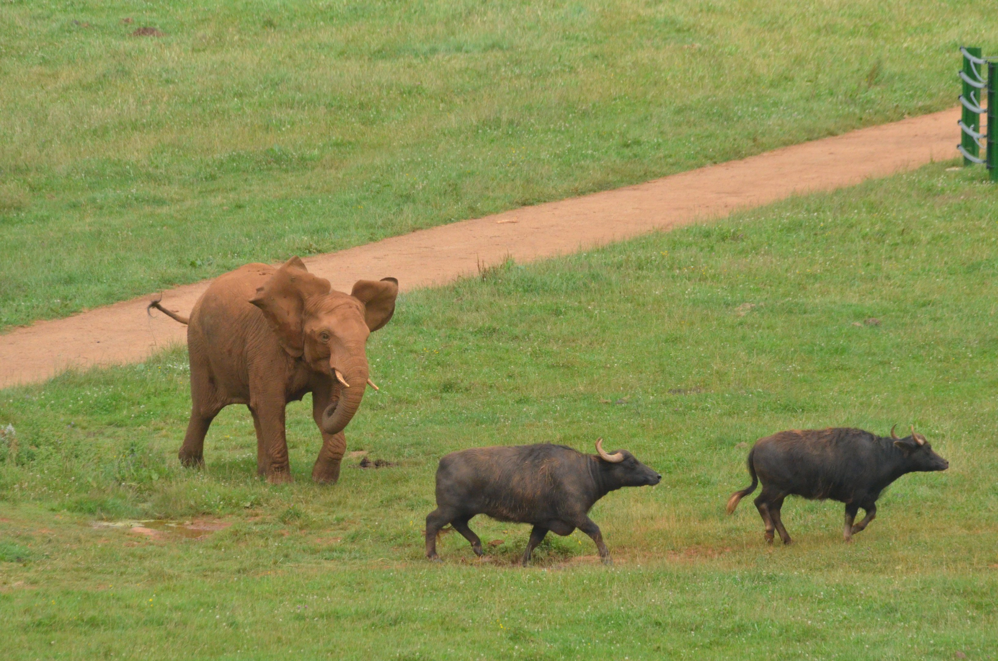 Playing with the Neighbours at Cabarceno, 08/07/17