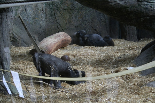 Playing with Yewande