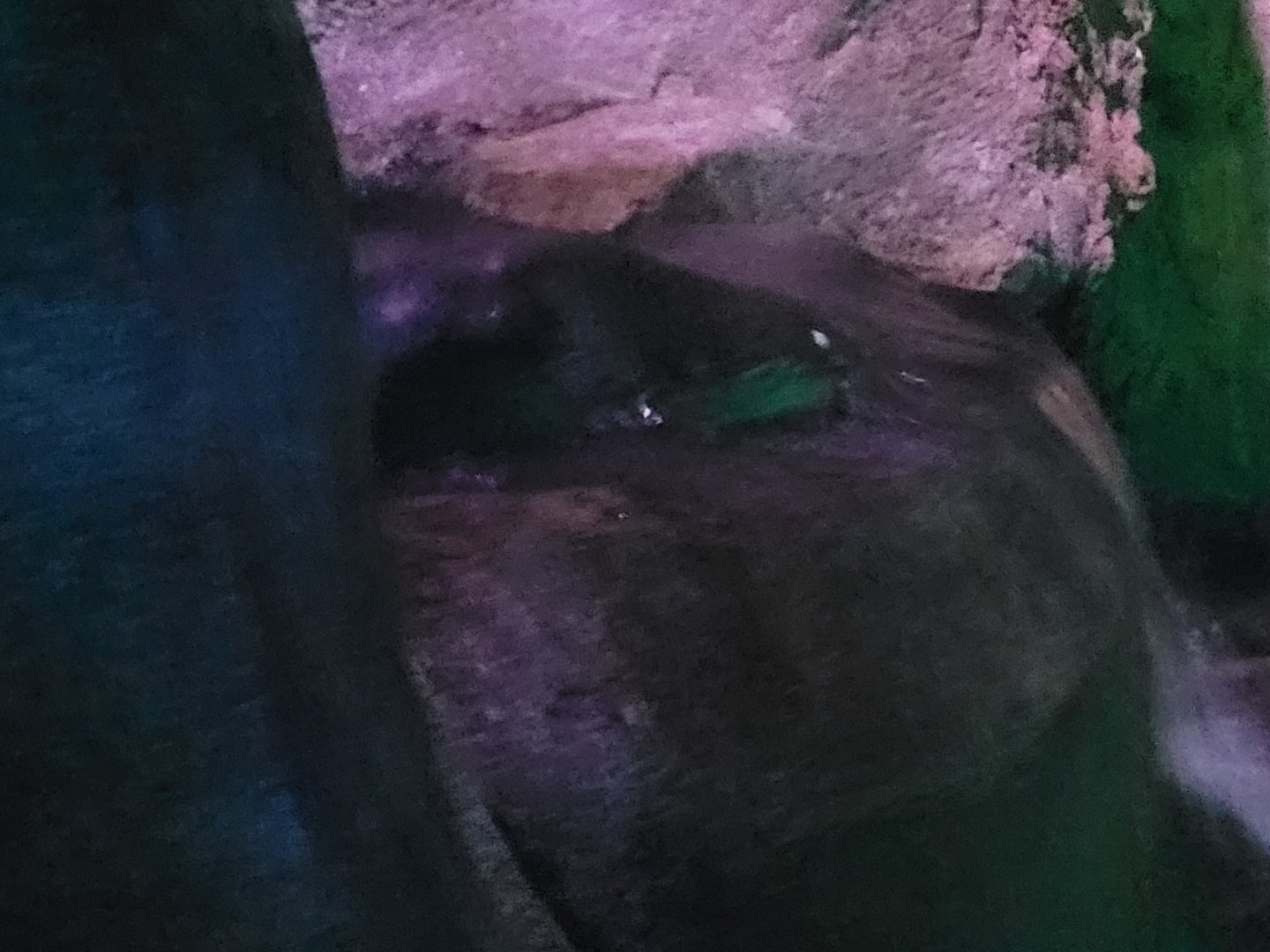 Playpus - Ornithorhynchus anatinus