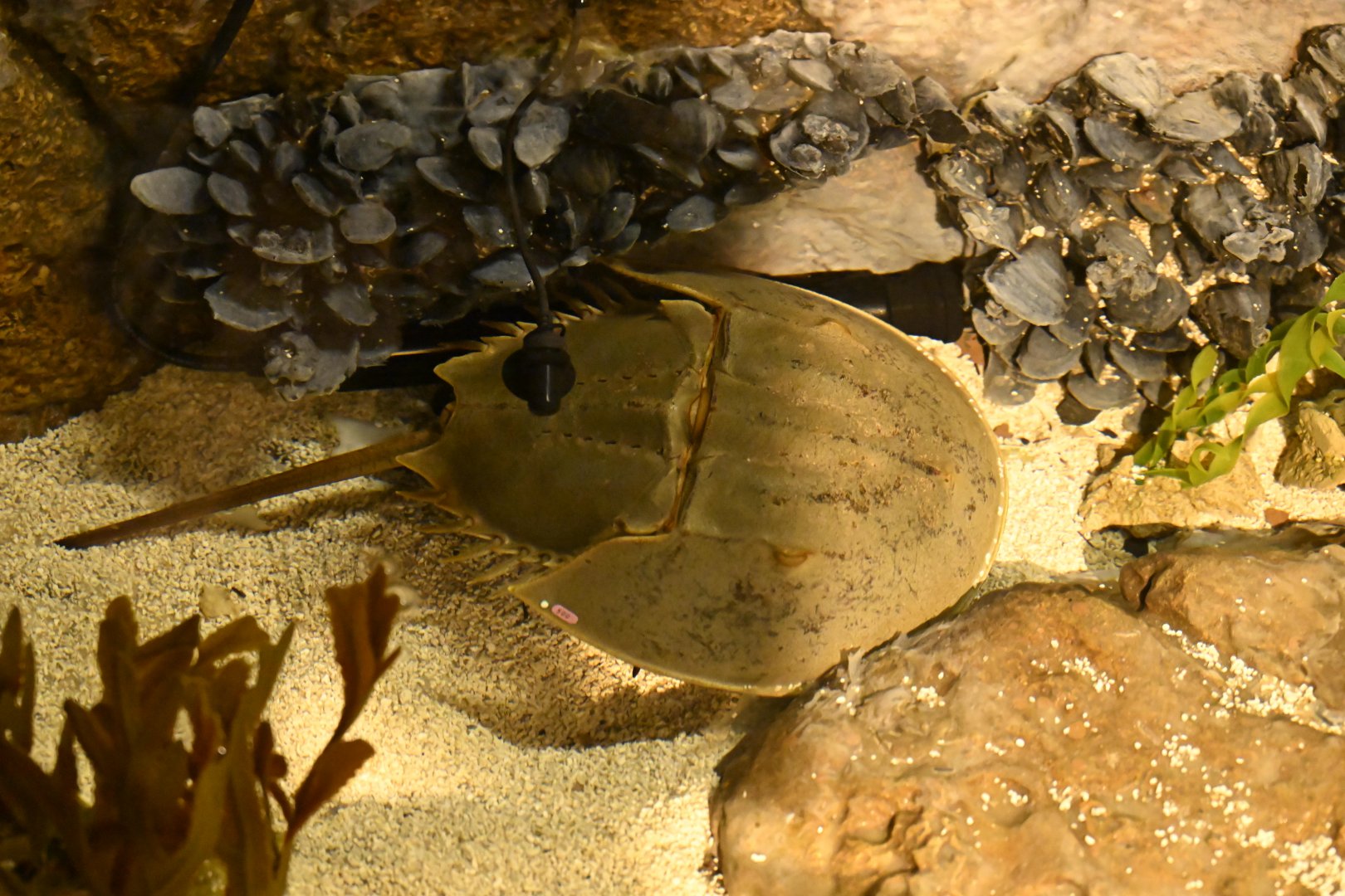 PlayQuarium - Atlantic Horseshoe Crab (Limulus polyphemus)