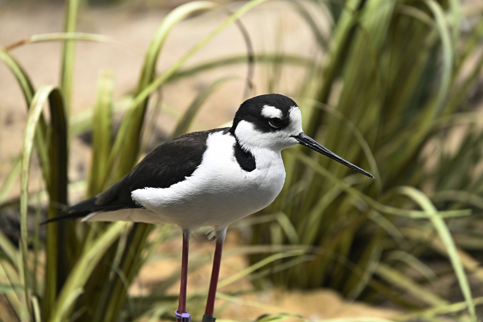 PlayQuarium - Black-necked Stilt (Himantopus mexicanus)