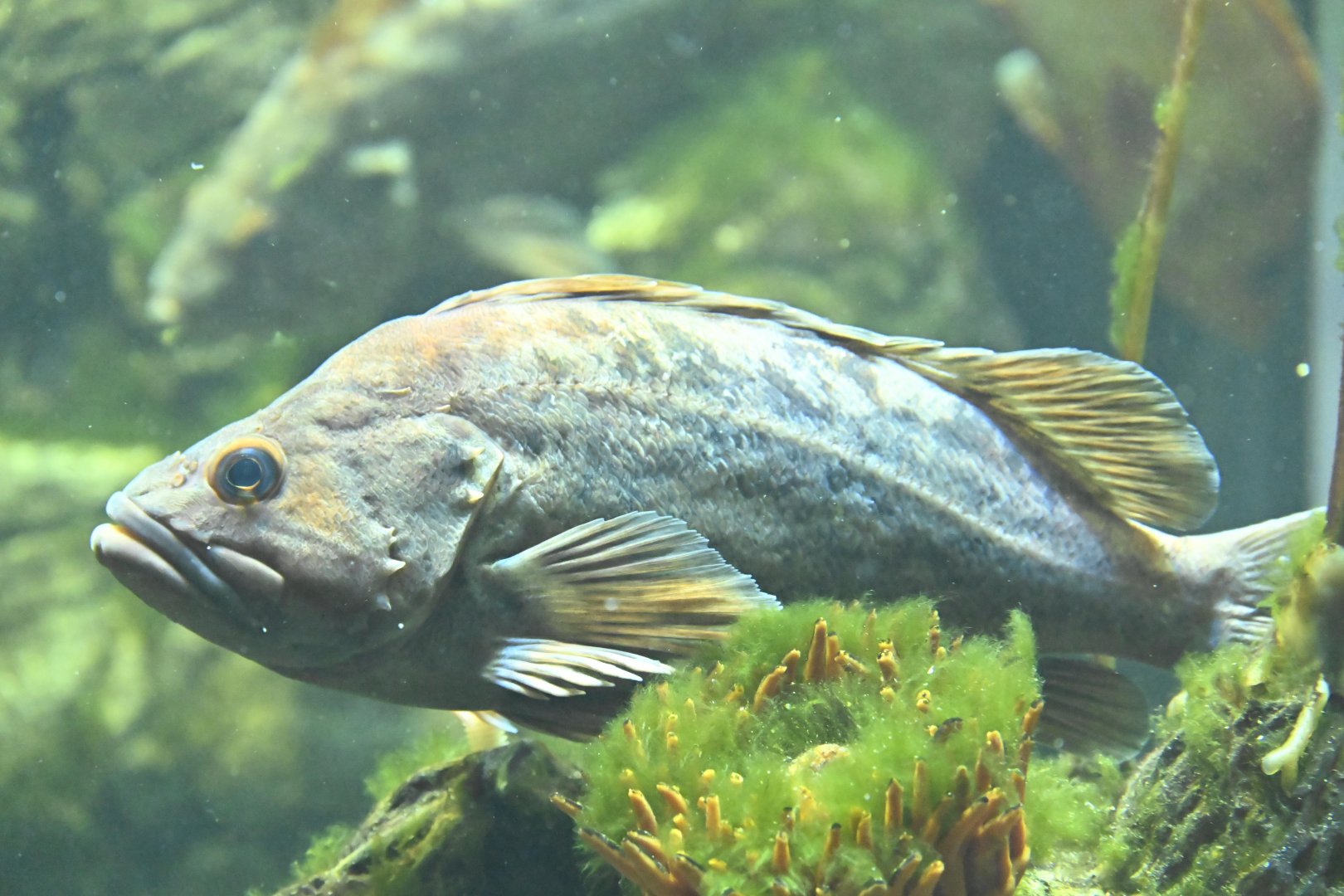 PlayQuarium - Brown Rockfish (Sebastes auriculatus)?
