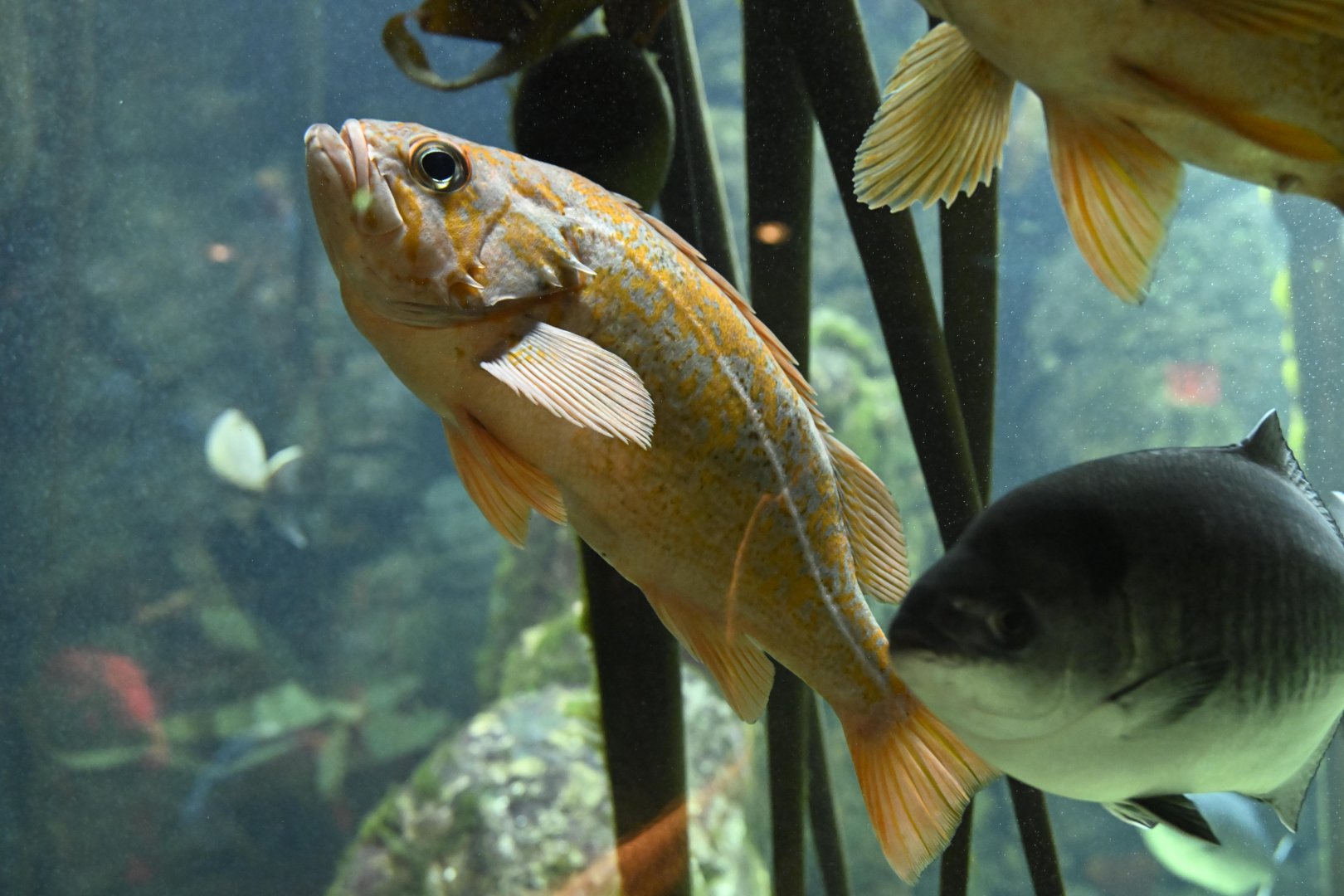 PlayQuarium - Canary Rockfish (Sebastes pinniger)