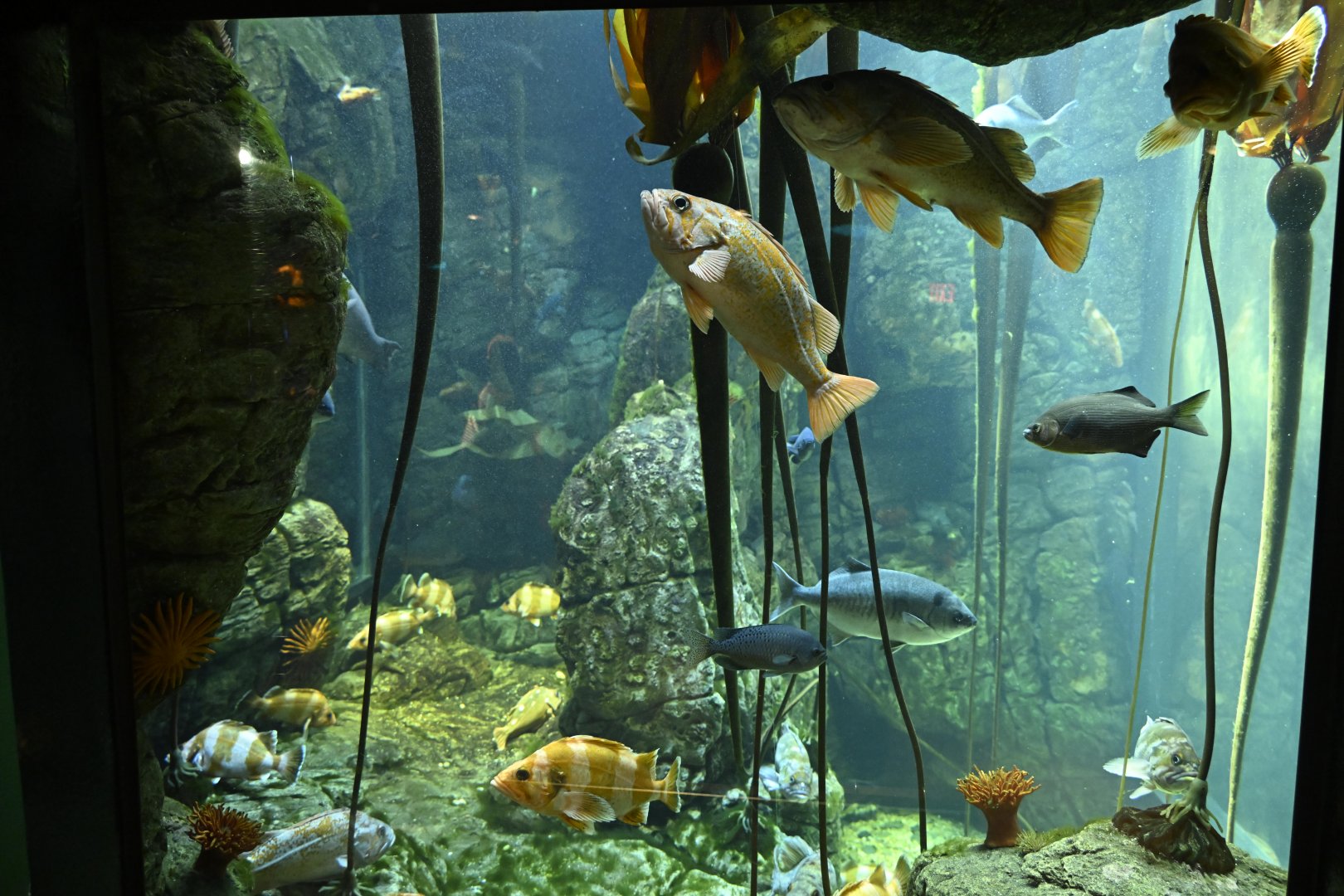 PlayQuarium - Kelp Forest Aquarium