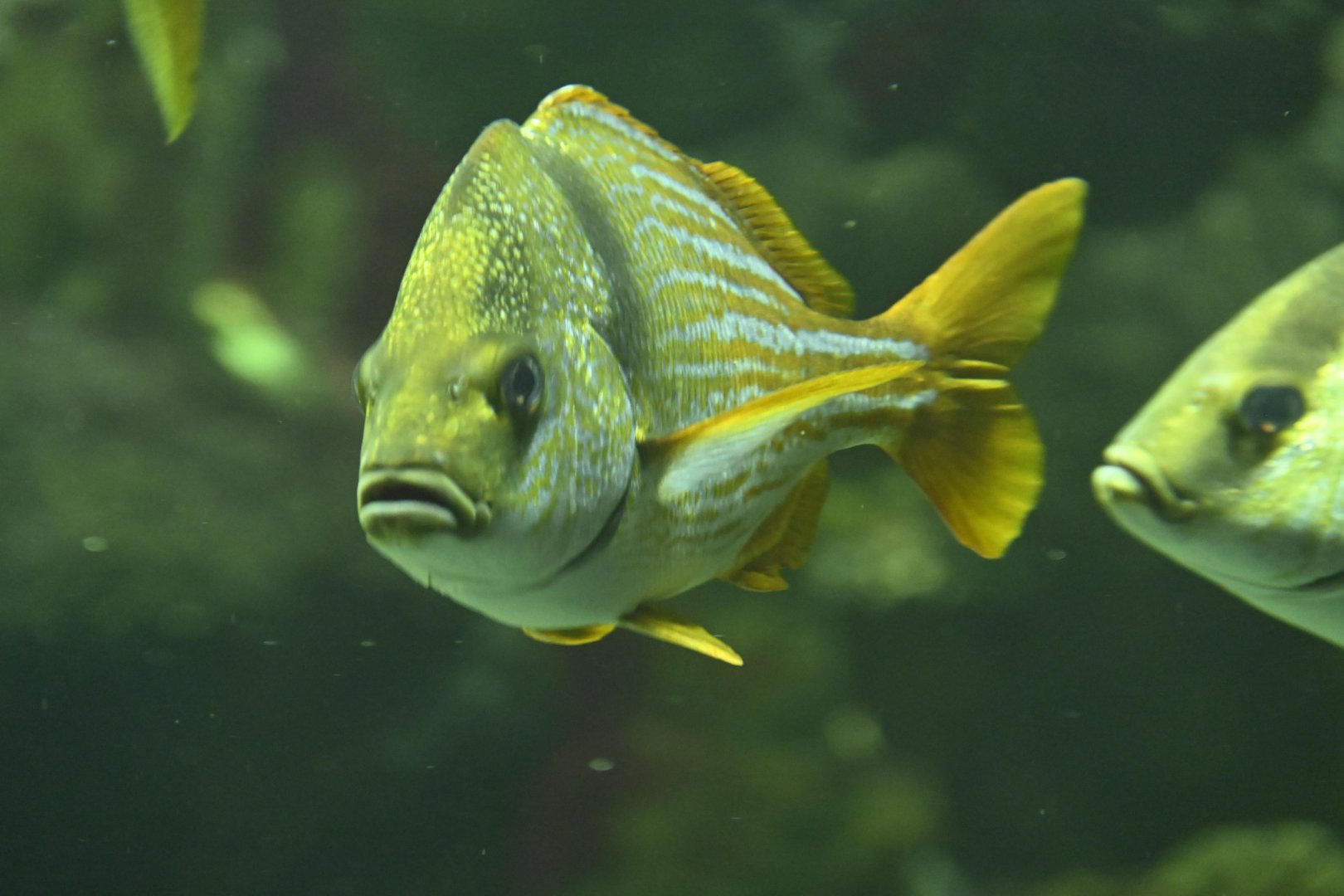 PlayQuarium - Porkfish (Anisotremus virginicus)