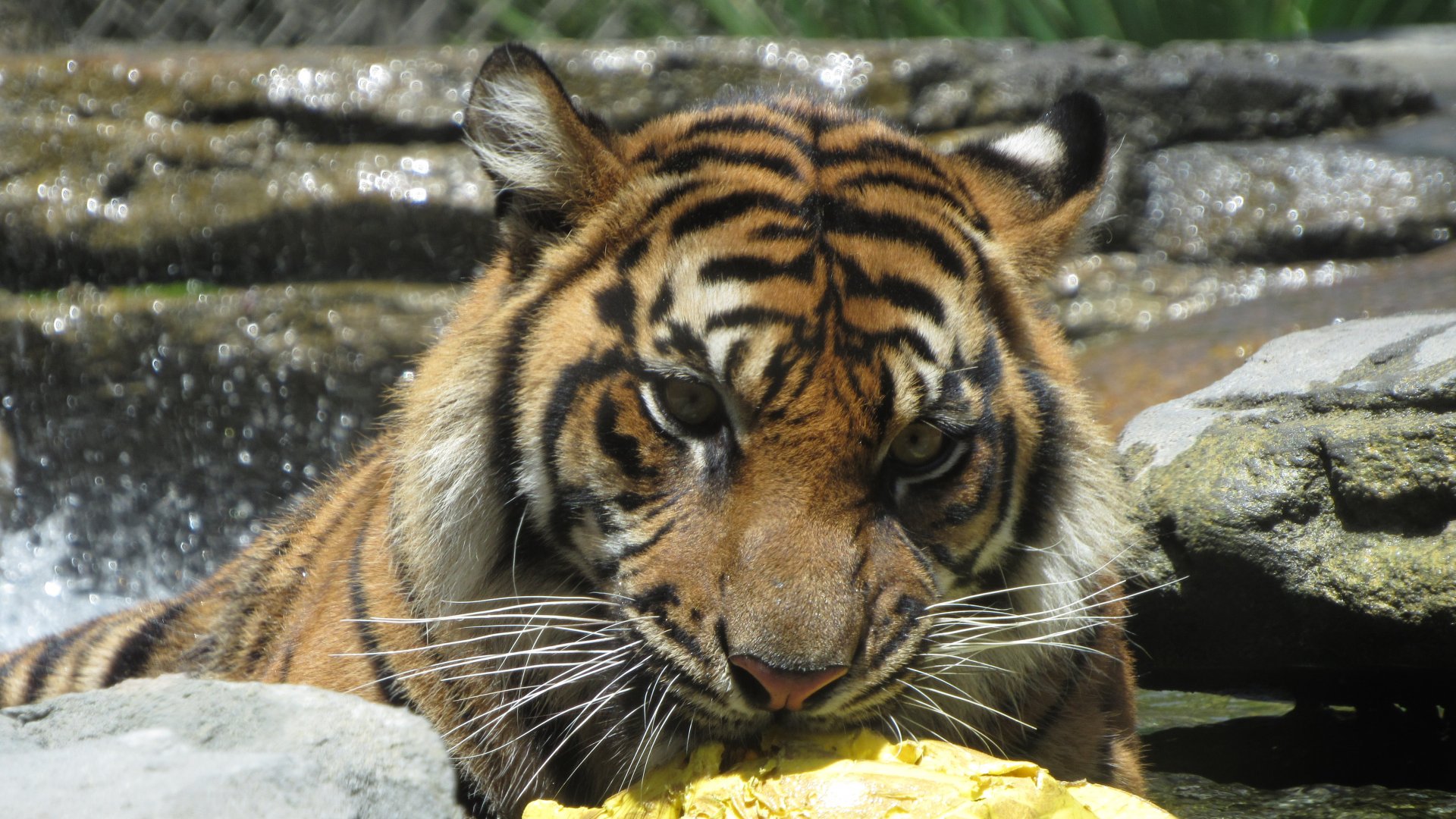 Playtime In The Pool Closeup