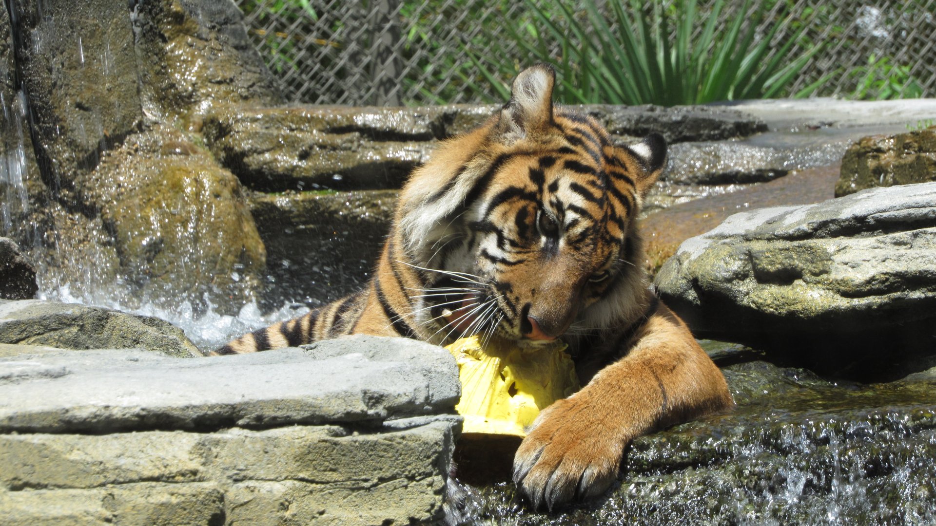 Playtime In The Pool
