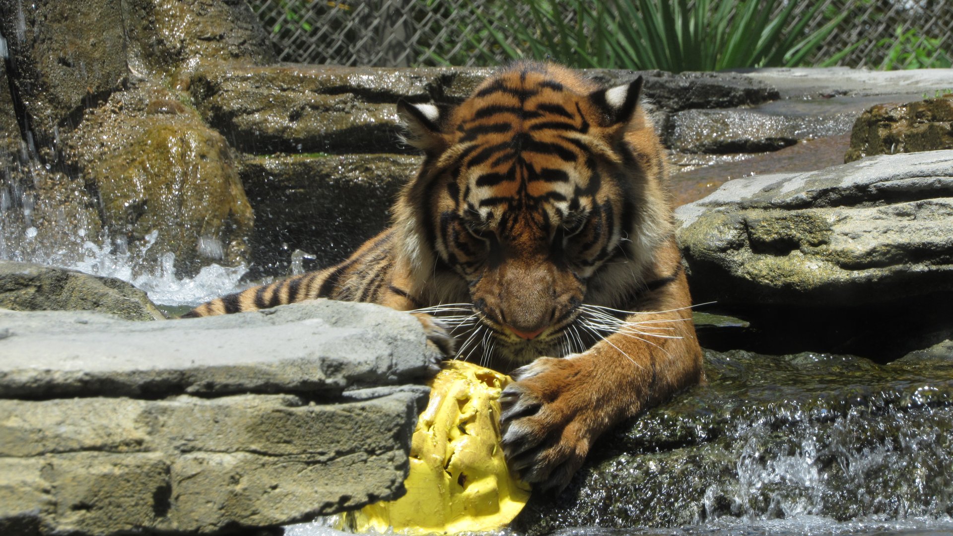 Playtime In The Pool