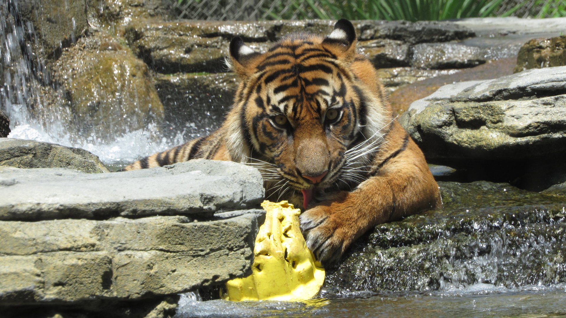 Playtime In The Pool