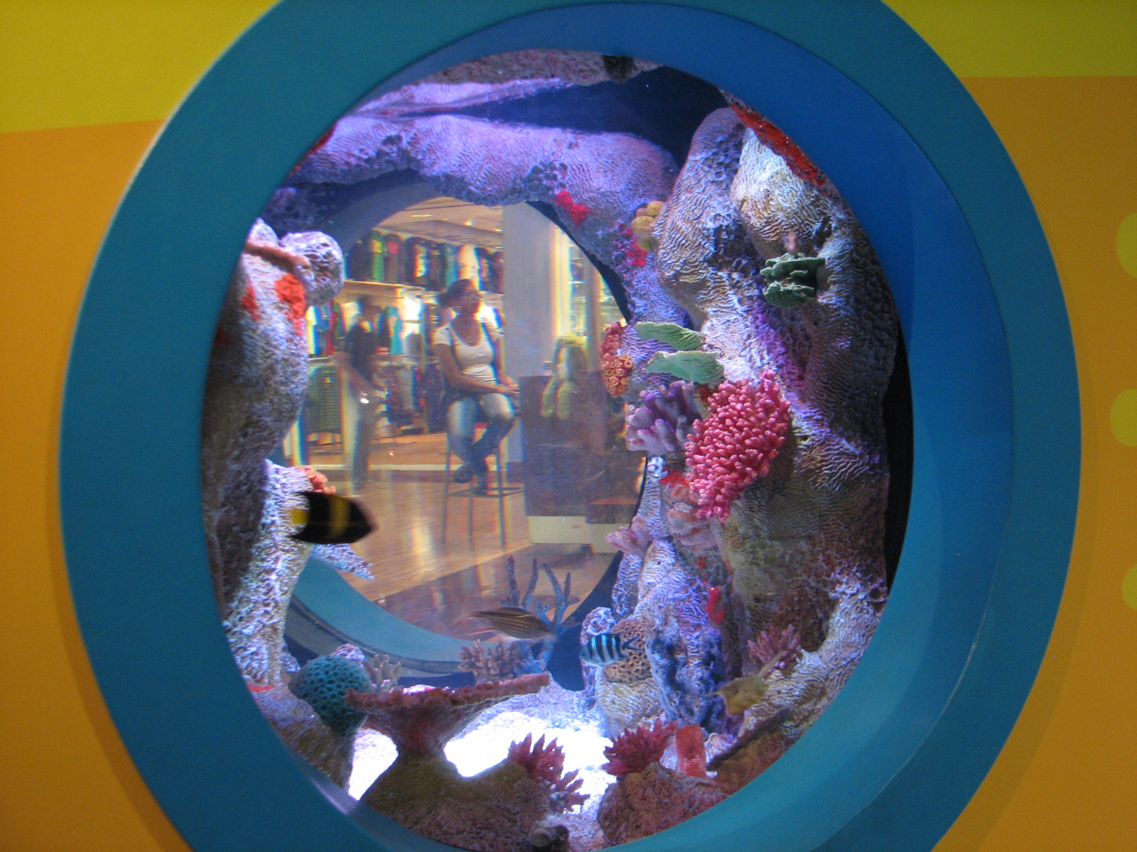 Playzone - Longhorn Cowfish Exhibit