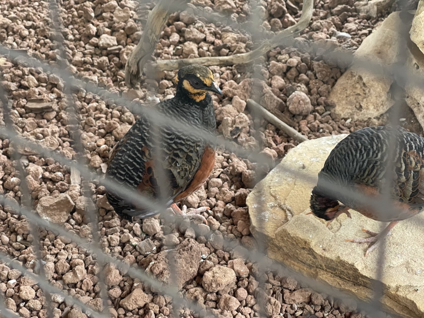 plaza puyuh - chestnut-bellied partridge (arborophila javanica) - taman burung
